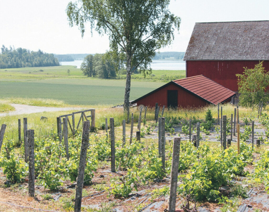 Bild på Blacksta vingård